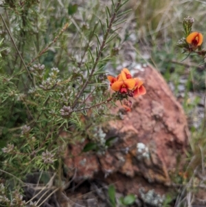 Dillwynia sericea at Dickson, ACT - 1 Oct 2022 01:02 PM