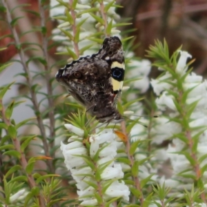 Vanessa itea at Acton, ACT - 30 Sep 2022 11:27 AM