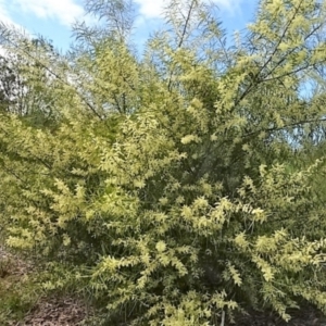 Acacia floribunda at Molonglo Valley, ACT - 29 Sep 2022 11:06 AM