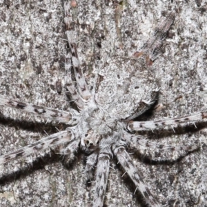 Tamopsis sp. (genus) at Acton, ACT - 1 May 2022