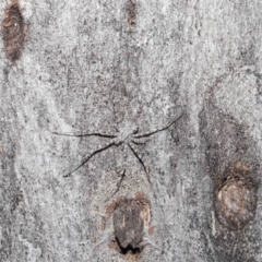 Tamopsis sp. (genus) at Acton, ACT - 1 May 2022