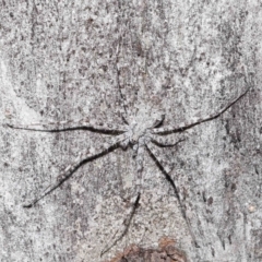 Tamopsis sp. (genus) at Acton, ACT - 1 May 2022