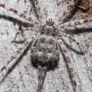 Tamopsis sp. (genus) at Acton, ACT - 1 May 2022