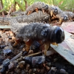 Perga sp. (genus) at Molonglo Valley, ACT - 29 Sep 2022 11:54 AM