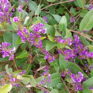 Hardenbergia violacea at Kambah, ACT - 1 Oct 2022