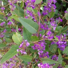 Hardenbergia violacea at Kambah, ACT - 1 Oct 2022