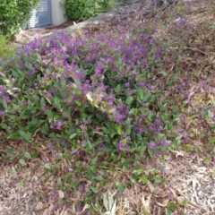 Hardenbergia violacea at Kambah, ACT - 1 Oct 2022