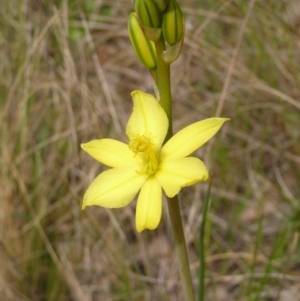 Bulbine bulbosa at Hackett, ACT - 1 Oct 2022