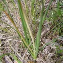 Bulbine bulbosa at Hackett, ACT - 1 Oct 2022