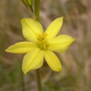 Bulbine bulbosa at Hackett, ACT - 1 Oct 2022