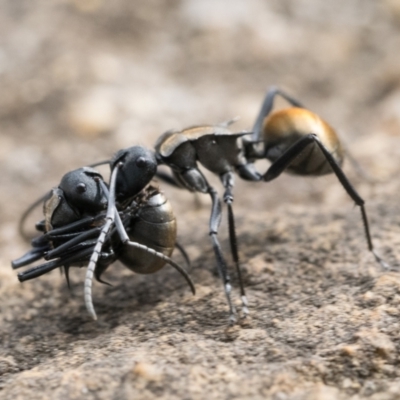 Polyrhachis ammon (Golden-spined Ant, Golden Ant) at Acton, ACT - 1 Oct 2022 by patrickcox