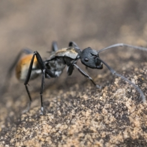 Polyrhachis ammon at Acton, ACT - 1 Oct 2022 02:00 PM