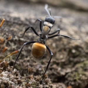 Polyrhachis ammon at Acton, ACT - 1 Oct 2022 02:00 PM