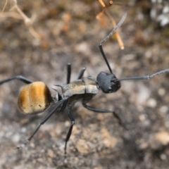 Polyrhachis ammon at Acton, ACT - 1 Oct 2022 02:00 PM