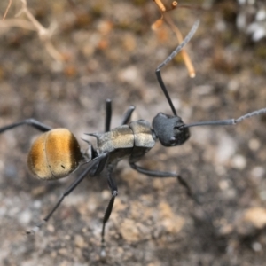 Polyrhachis ammon at Acton, ACT - 1 Oct 2022