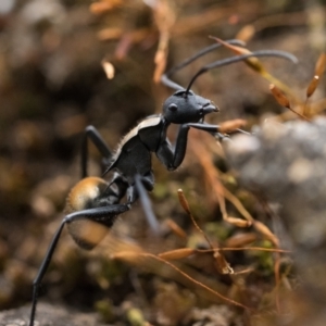 Polyrhachis ammon at Acton, ACT - 1 Oct 2022