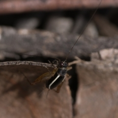 Trigonidium (Balamara) albovittatum (Handsome trig) at Acton, ACT - 1 Oct 2022 by patrickcox