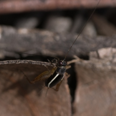 Trigonidium (Balamara) albovittatum (Handsome trig) at Acton, ACT - 1 Oct 2022 by patrickcox