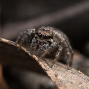 Maratus griseus at Acton, ACT - 1 Oct 2022