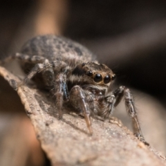 Maratus griseus at Acton, ACT - 1 Oct 2022