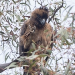 Hieraaetus morphnoides (Little Eagle) at Acton, ACT - 1 Oct 2022 by patrickcox