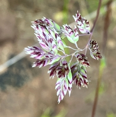 Poa bulbosa (Bulbous Meadow-grass) at Fentons Creek, VIC - 27 Sep 2022 by KL