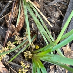 Lomandra filiformis subsp. coriacea (Wattle Matrush) at Fentons Creek, VIC - 26 Sep 2022 by KL