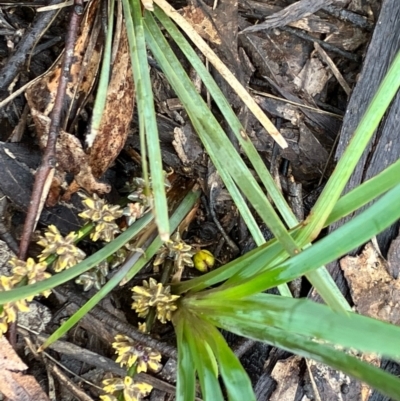 Lomandra filiformis subsp. coriacea (Wattle Matrush) at Fentons Creek, VIC - 25 Sep 2022 by KL