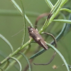 Leistomorpha brontoscopa (A concealer moth) at Deakin, ACT - 1 Oct 2022 by LisaH