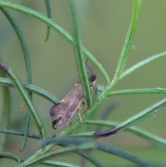 Leistomorpha brontoscopa at Deakin, ACT - 1 Oct 2022