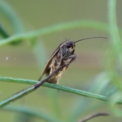 Leistomorpha brontoscopa at Deakin, ACT - 1 Oct 2022