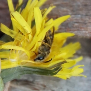 Lasioglossum (Chilalictus) sp. (genus & subgenus) at Deakin, ACT - 1 Oct 2022 05:11 PM