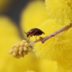 Lauxaniidae (family) at Hughes, ACT - 1 Oct 2022