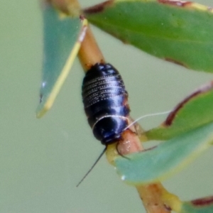 Ellipsidion sp. (genus) at Deakin, ACT - 1 Oct 2022 05:38 PM