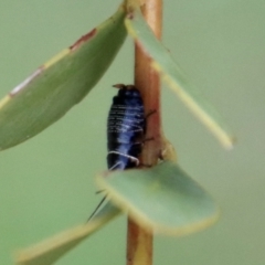 Ellipsidion sp. (genus) at Deakin, ACT - 1 Oct 2022