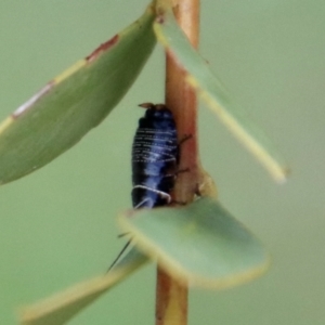 Ellipsidion sp. (genus) at Deakin, ACT - 1 Oct 2022