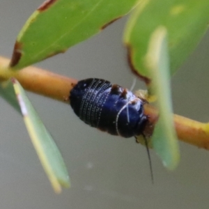 Ellipsidion sp. (genus) at Deakin, ACT - 1 Oct 2022