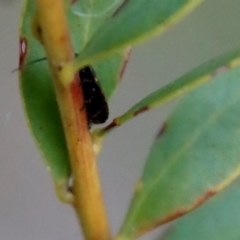 Ellipsidion sp. (genus) at Deakin, ACT - 1 Oct 2022