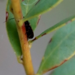 Ellipsidion sp. (genus) at Deakin, ACT - 1 Oct 2022