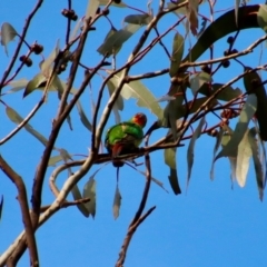 Lathamus discolor (Swift Parrot) at Hughes, ACT - 1 Oct 2022 by LisaH