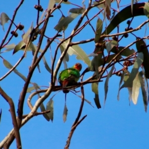 Lathamus discolor at Hughes, ACT - 1 Oct 2022