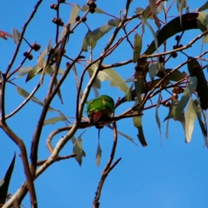 Lathamus discolor at Hughes, ACT - 1 Oct 2022