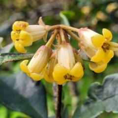 Pittosporum revolutum (Large-fruited Pittosporum) at Narrawallee, NSW - 1 Oct 2022 by trevorpreston