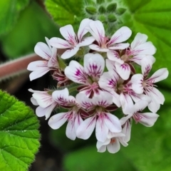 Pelargonium australe (Austral Stork's-bill) at Narrawallee, NSW - 1 Oct 2022 by trevorpreston