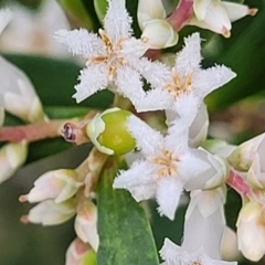 Leucopogon parviflorus (Coast Beard Heath) at Narrawallee, NSW - 1 Oct 2022 by trevorpreston