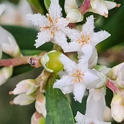 Leucopogon parviflorus (Coast Beard Heath) at Narrawallee, NSW - 1 Oct 2022 by trevorpreston