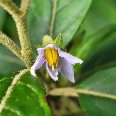 Solanum stelligerum (Devil's Needles) at Narrawallee, NSW - 1 Oct 2022 by trevorpreston