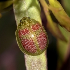Paropsisterna fastidiosa (Eucalyptus leaf beetle) at Lake Ginninderra - 26 Sep 2022 by AlisonMilton