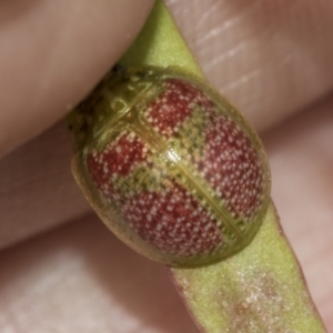 Paropsisterna fastidiosa at Belconnen, ACT - 26 Sep 2022