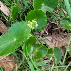 Hydrocotyle bonariensis at Narrawallee, NSW - 1 Oct 2022 04:43 PM